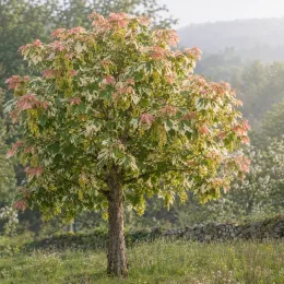 Érable sycomore 'Simon louis frères' (Acer pseudoplatanus) — petit arbre isolé au feuillage panaché · Photo d'illustration