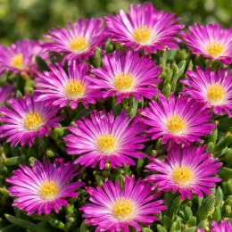 Pourpier vivace 'Illusion' (Delosperma) — fleurs étoilées rose vif au cœur jaune · Photo d'illustration
