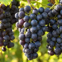 Cépage noir 'Pinot noir' cl115' (Vitis vinifera) — grappes serrées de raisins noirs mûrs · Photo d'illustration