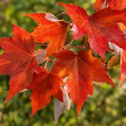 Érable rouge 'Rubrum' (Acer) — feuilles palmées rouges et orangées en gros plan