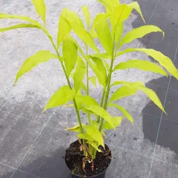 Gingembre du japon (Zinziber mioga) — jeune plant aux longues feuilles vert clair · Pot 2.5L