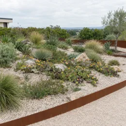 Cactée (Opuntia anacantha) — massif sec de plantes méditerranéennes sur gravier · Photo d'illustration