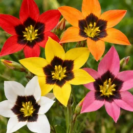 Fleur arlequin 'Mélange' (Sparaxis tricolor) — fleurs étoilées multicolores en gros plan · Photo d'illustration
