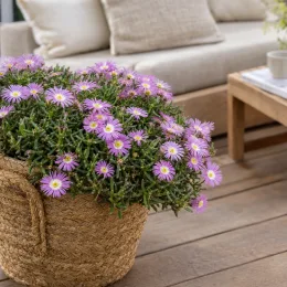 Pourpier vivace 'Of desert rosequartz' (Delosperma) — plante fleurie en panier tressé sur terrasse · Photo d'illustration