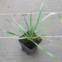 Yucca 'French flag' (Yucca filamentosa) — jeune plant vert étalé en pot plastique · Pot 1.5L
