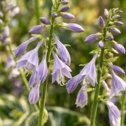 Lis plantain 'Twilight' (Hosta fortunei) — grappes de fleurs mauves en clochettes, gros plan · Photo d'illustration