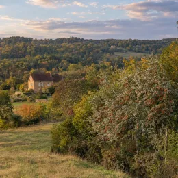 Chalef d'automne (Eleagnus umbellata) — grande haie arbustive couverte de petites baies rouges · Photo d'illustration
