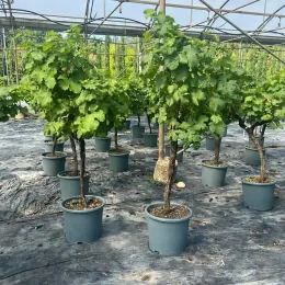 Vigne 'De table specimen rouge' (Vitis vinifera) — rangée de jeunes ceps en pots alignés