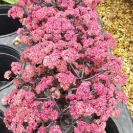 Orpin d'automne 'Seduction hot rose dark stems' (Sedum telephium) — grappes serrées de petites fleurs roses en pot · Pot 2.5L Touffe