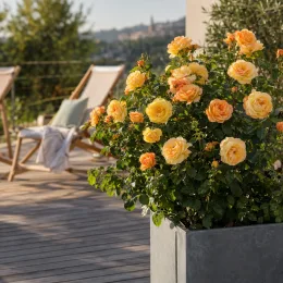 Rosier 'Saint exupery' (Rosa hybrida) — rosier buissonnant fleuri dans grand bac sur terrasse · Photo d'illustration
