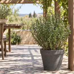 Sarriette 'Montana' (Satureja) — plante aromatique en pot sur terrasse carrelée · Photo d'illustration
