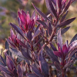 Leucadendron de galpin 'Purple haze' (Leucadendron galpinii) — feuillage dense aux teintes violettes et rosées · Photo d'illustration