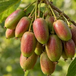 Kiwaï 'Rote potsdamer' (Actinidia arguta) — grappe de petits fruits ovoïdes bicolores