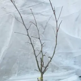 Noisetier 'Longue d'espagne' (Corylus avellana) — jeune arbuste caduc sans feuilles en pot · Pot 2.5L