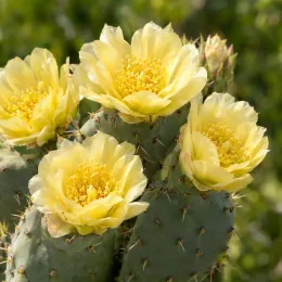 Figuier de barbarie 'Wizzard' (Opuntia fragilis) — fleurs jaunes ouvertes sur raquettes de cactus