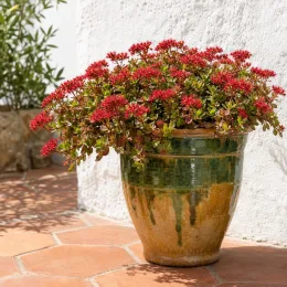 Orpin bâtard pourpre 'Coccineum atropurpureum' (Sedum spurium) — plante fleurie rouge en pot vernissé sur terrasse · Photo d'illustration