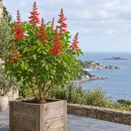 Corail (Erythrina cristagalli) — arbuste fleuri en bac bois sur terrasse côtière · Photo d'illustration