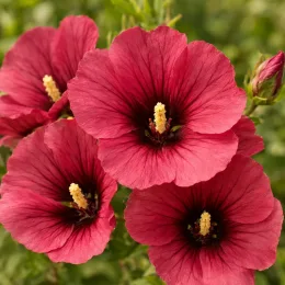 Mauve du cap rouge 'Large red' (Anisodonthea capensis) — gros plan de fleurs rouges ouvertes · Photo d'illustration