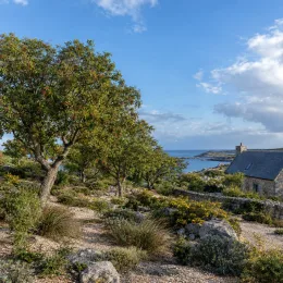 Pistachier de l'atlas (Pistacia atlantica) — arbres clairsemés sur coteau rocheux en bord de mer · Photo d'illustration