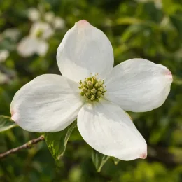 Cornouiller à fleurs américain 'Cherokee daybreak' (Cornus florida) — gros plan sur une grande fleur blanche