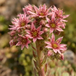 Joubarbe à rosette vert menthe à bords rouges 'Mint marvel' (Sempervivum) — tige florale portant plusieurs fleurs étoilées roses · Photo d'illustration
