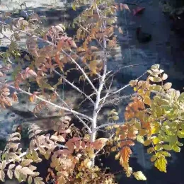 Ronce du tibet 'Silver fern' (Rubus thibetanus) — jeune arbuste caduc en pot de pépinière · Pot 3L Touffe