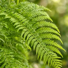 Fougère de boston rustique 'Artic jungle' (Nephrolepsis cordifolia) — gros plan sur une fronde de fougère · Photo d'illustration