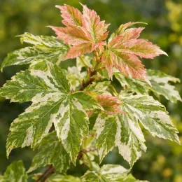 Érable sycomore 'Simon louis frères' (Acer pseudoplatanus) — feuilles panachées vertes et crème, jeunes pousses rosées · Photo d'illustration
