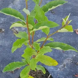 Chalef d'automne (Eleagnus umbellata) — jeune plant à feuillage vert en pot · Pot 1.5L
