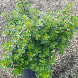 Escallonia 'Red dream' — arbuste dense vert en pot plastique noir · Pot 3L Touffe