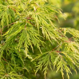 Érable du japon 'Green lace' (Acer palmatum) — feuillage finement découpé vert aux nervures rouges