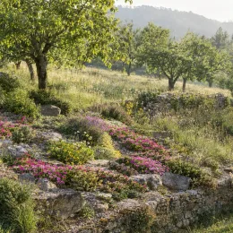 Pourpier vivace 'Hurricane' (Delosperma) — massif fleuri sur restanques en pierre, verger autour · Photo d'illustration