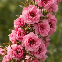 L’arbre à thé 'Rose' (Leptospermum scoparium) — grappe de petites fleurs roses doubles · Photo d'illustration