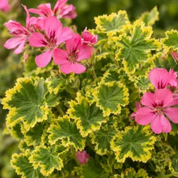 Géranium au parfum de citron 'Cy's sunburst' (Pelargonium crispum) — fleurs roses et feuillage vert bordé de jaune