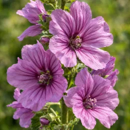 Grande mauve (Malva sylvestris) — grandes fleurs mauves veinées en gros plan