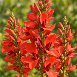 Corail (Erythrina cristagalli) — grappes de fleurs rouges allongées en gros plan · Photo d'illustration