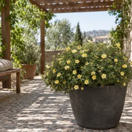 Potentille jaune clair 'Arbuscula' (Potentilla fructicosa) — arbuste à petites fleurs jaunes en pot sur terrasse · Photo d'illustration