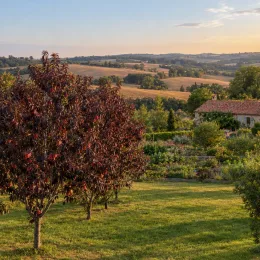 Pêcher pourpre 'Rubira' (Prunus persica) — arbres au feuillage pourpre dans grand jardin · Photo d'illustration
