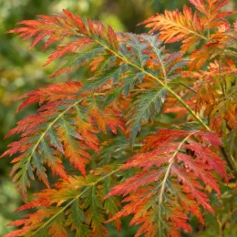 Sumac lacinié 'Laciniata' (Rhus glabra) — feuilles finement découpées aux teintes rouges et vertes · Photo d'illustration