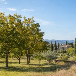 Noyer cendré (Juglans cinerea) — arbres feuillus dans un verger ensoleillé · Photo d'illustration