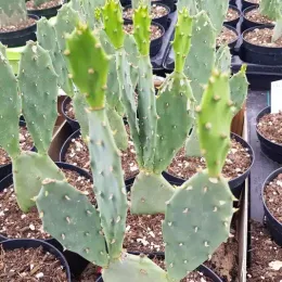 Figuier de barbarie 'Flavispina' (Opuntia phaecantha) — cactus à raquettes vert en pot de culture · Pot 2.5L