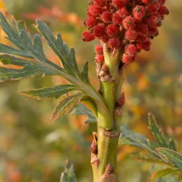Sumac lacinié 'Laciniata' (Rhus glabra) — gros plan d’inflorescence rouge sur tige verte · Photo d'illustration