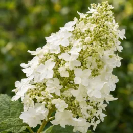 Hydrangea à feuilles de chêne 'Snow queen' (Hydrangea quercifolia) — gros plan sur panicule de fleurs blanches · Photo d'illustration, photo 3