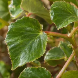 Bégonia parfumée 'Angélique' (Begonia odorata) — gros plan sur feuilles vertes luisantes bord dentelé · Photo d'illustration