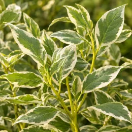 Cornouiller à bois jaune 'White and gold' (Cornus stolonifera) — feuillage vert marginé de blanc en gros plan · Photo d'illustration