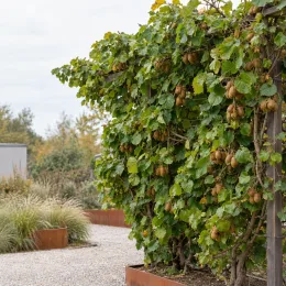 Kiwi 'Solissimo' (Actinidia deliciosa) — Photo d'illustration, photo 2