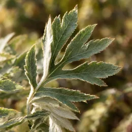 Ronce du tibet 'Silver fern' (Rubus thibetanus) — gros plan sur feuillage découpé et duveteux · Photo d'illustration