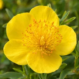 Millepertuis 'Gemo' (Hypericum kalmianum) — gros plan sur une fleur jaune ouverte · Photo d'illustration