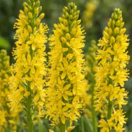 Bulbine jaune 'Yellow' (Bulbine caulescens) — grappes dressées de petites fleurs jaunes · Photo d'illustration
