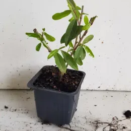 Chalef d'automne à baies rouges 'Amoroso' (Eleagnus umbellata) — jeune plant vert en pot plastique noir · Godet